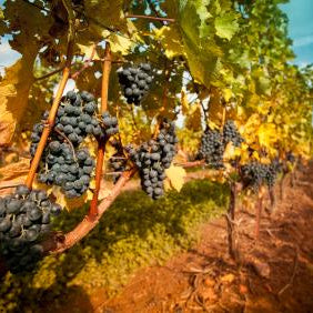 Surprising Facts About Napa Valley Wineries