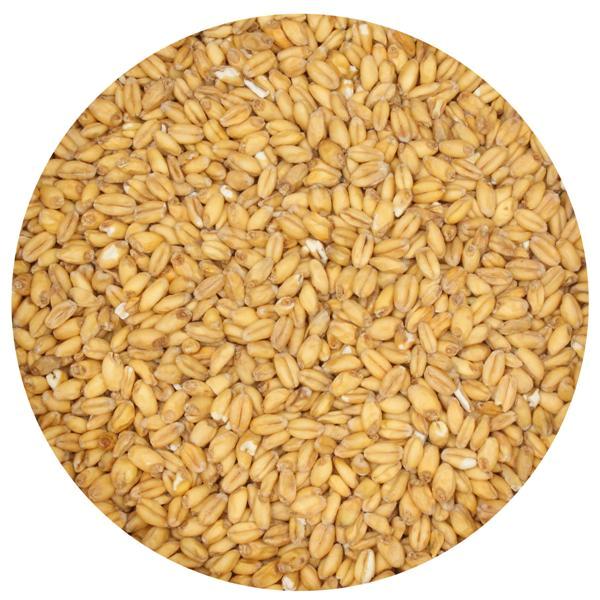White Wheat Malt - Briess (USA) - 1 Lb.