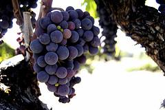 Where Does Your Wine Come From?