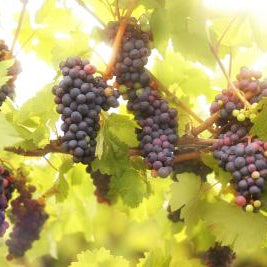 Should You Use Fresh Grapes Or Concentrate With Your Wine Making Kit?