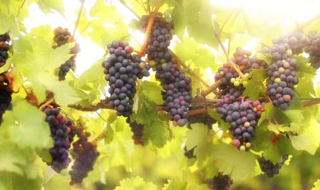 Should You Use Fresh Grapes Or Concentrate With Your Wine Making Kit?
