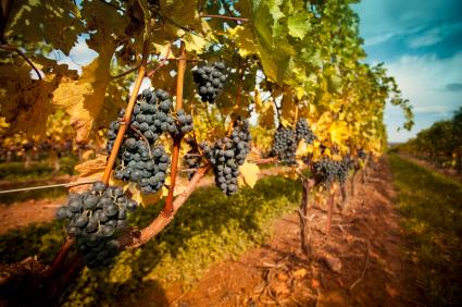 Surprising Facts About Napa Valley Wineries